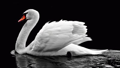 Cisne