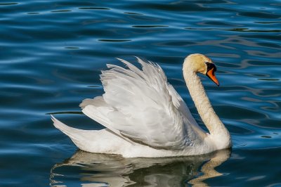 Cisne