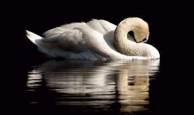 Cisne