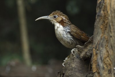 Garrulo scimitarra maggiore