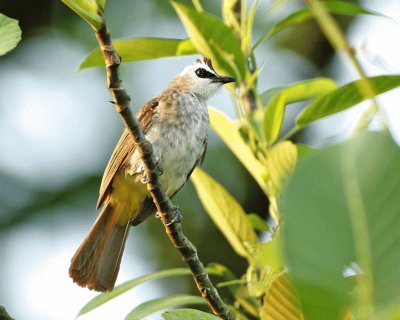 Bulbul coronanera