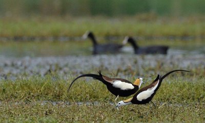 Jacana codalunga