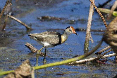 Jacana crestata