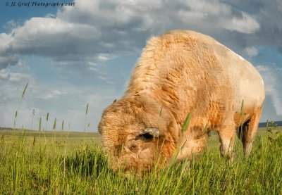 white buffalo