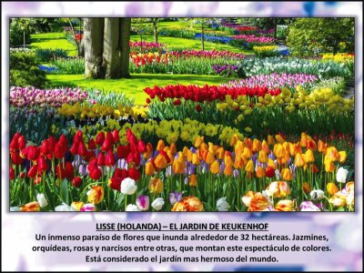 LISSE (HOLANDA) â€“ EL JARDIN DE KEUKENHOF