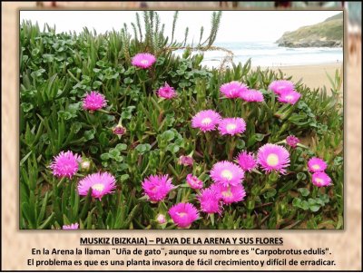 MUSKIZ (BIZKAIA) â€“ PLAYA DE LA ARENA Y SUS FLORES