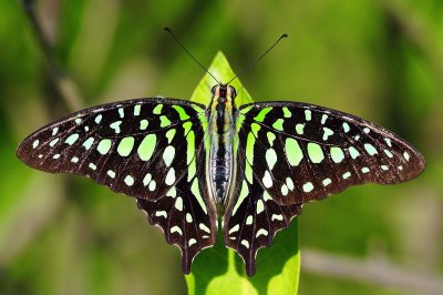 Graphium agamemnon