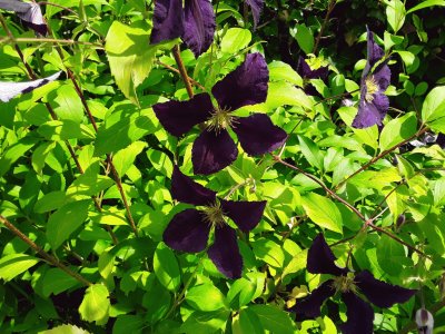 Clematites