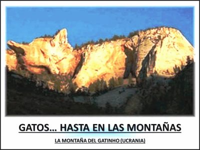 GATOSâ€¦ HASTA EN LAS MONTAÃ‘AS