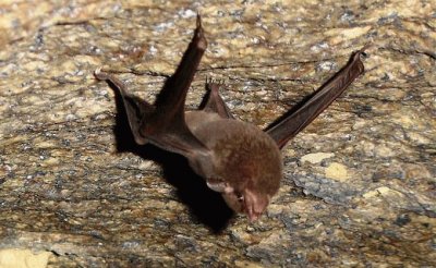 Pipistrello delle seychelles