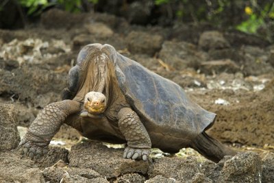 George il solitario