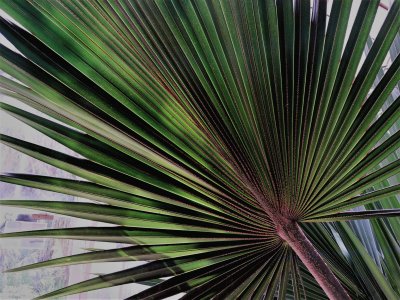 en el botanico valencia