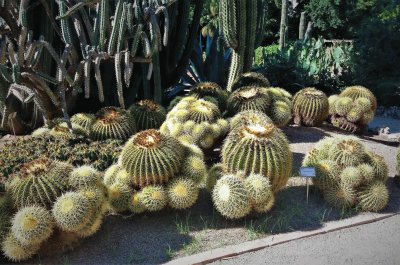 en el botanico-cactus