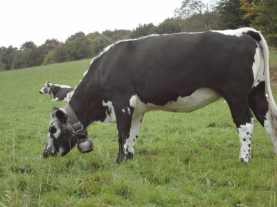 vache vosgienne