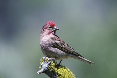 Ciuffolotto di cassin