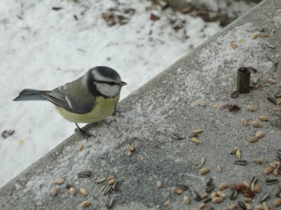 mÃ©sange bleue