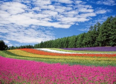 tapete de flores