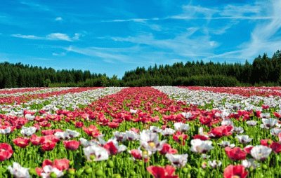 tapete de flores