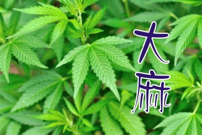 å¤§éº» (æœ‰æ¯’æ¤ç‰©)