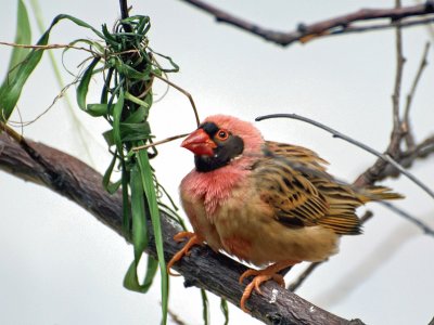 Quelea beccorosso