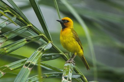 Tessitore giallo e nero