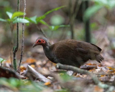 Megapodio delle filippine