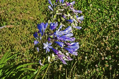 Blueflower