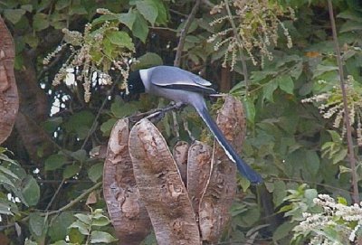 Dendrogazza codaracchetta