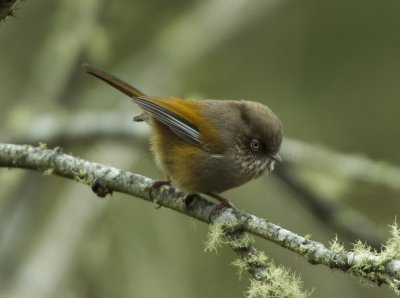 Fulvetta