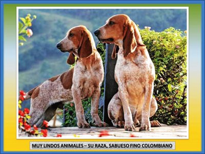 MUY LINDOS ANIMALES â€“ SU RAZA, SABUESO FINO COLOMBIANO