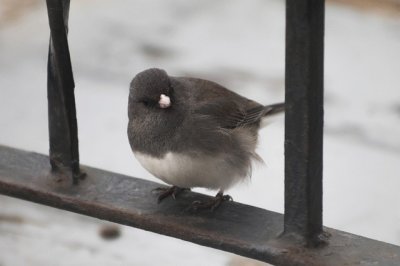 Junco occhiscuri