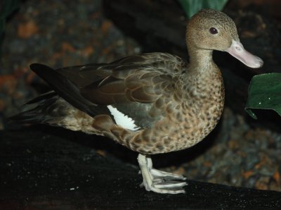 Alzavola di bernier