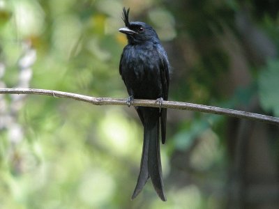 Drongo crestato