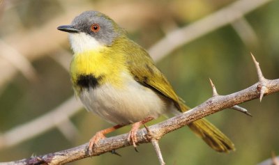 Apalis pettogiallo