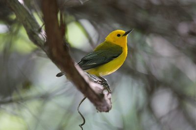 Parula protonotoria