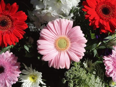 gerberas