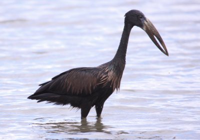 Openbill africano