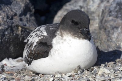 Cape petrel