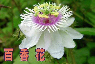 ç™¾é¦™èŠ±