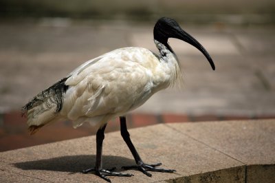 Ibis bianco australiano