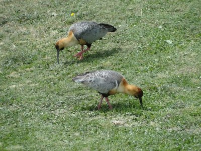 Ibis faccianera