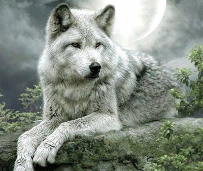 white wolf