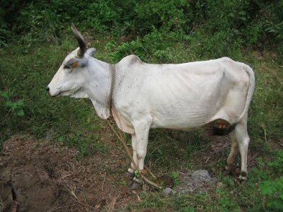 Zebu