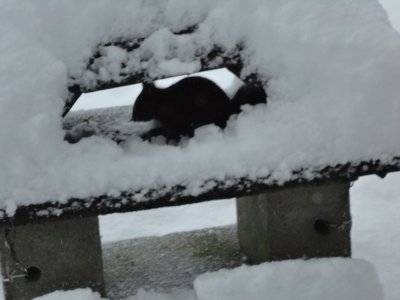 ecureuil dans la neige