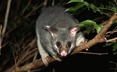 Opossum codapelosa