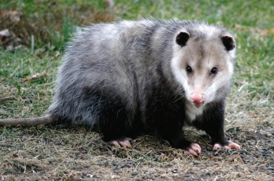 Opossum