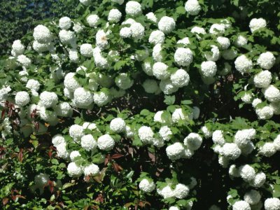 boule de neige