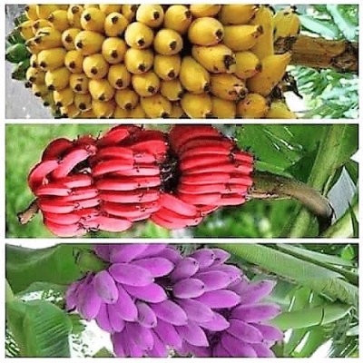 frutas