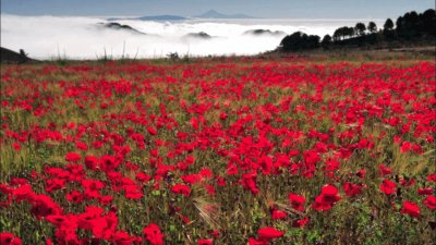 FLORES ROJAS