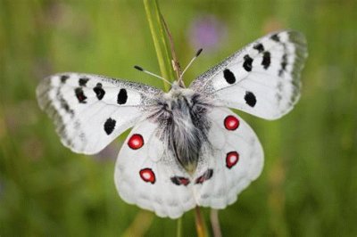 papillon